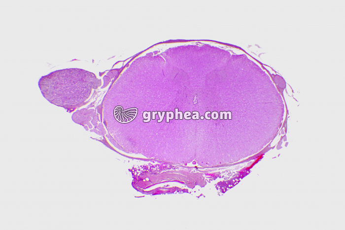 Moelle épinière avec ganglion rachidien x2,5 - gryphea.com